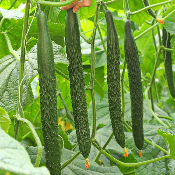 Zhongnong Spring-Autumn Hybrid Cucumber F1 Seeds, 3g