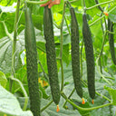 Zhongnong Spring-Autumn Hybrid Cucumber F1 Seeds, 3g