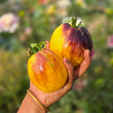 French Brocade Tomato, 5 Seeds