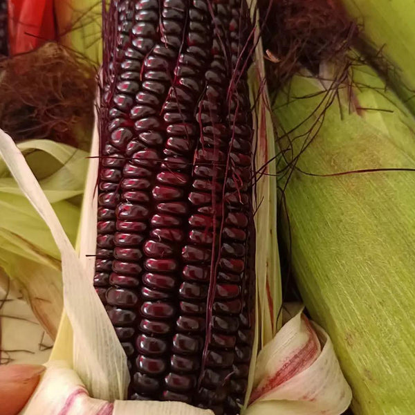 'Yu Heitian Nuo 950' Black Corn Seeds, 100g