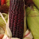 'Yu Heitian Nuo 950' Black Corn Seeds, 100g