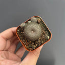 Rebutia heliosa, 2-3cm