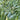 Umbrella Sedge, 500 Seeds