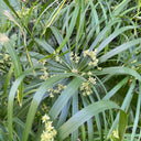 Umbrella Sedge, 500 Seeds