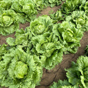 Caesar Crisphead Lettuce Seeds, 1g