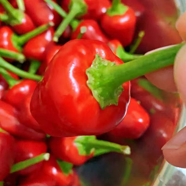 Spicy Aromatic Jar Pepper Seeds, 0.5g