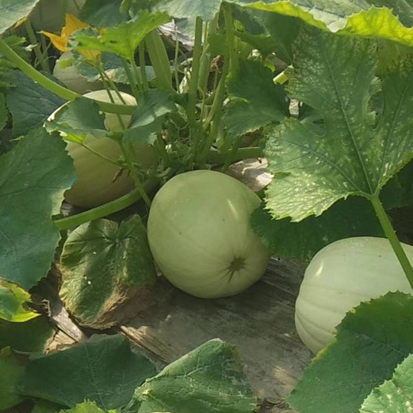 Golden Thread Squash Seeds, 10g