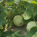Golden Thread Squash Seeds, 10g
