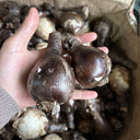 Long-Tube Lycoris, 1 Bulb