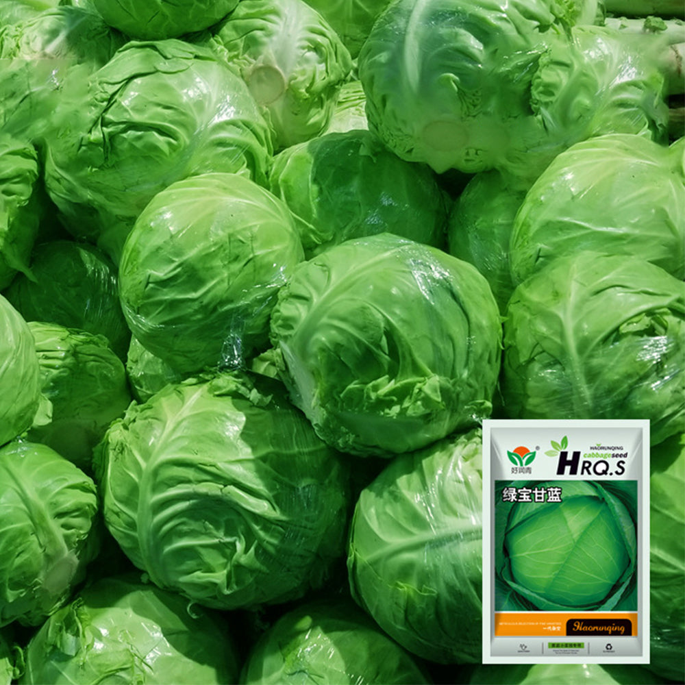 Green Treasure Cabbage Seeds, 5 × 200-seed Bags