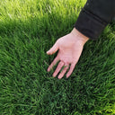 Turf-Type Tall Fescue Seeds, 50 Grams ≈ 20000 Seeds