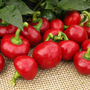 Red Hot Cherry Pepper, 15 Seeds