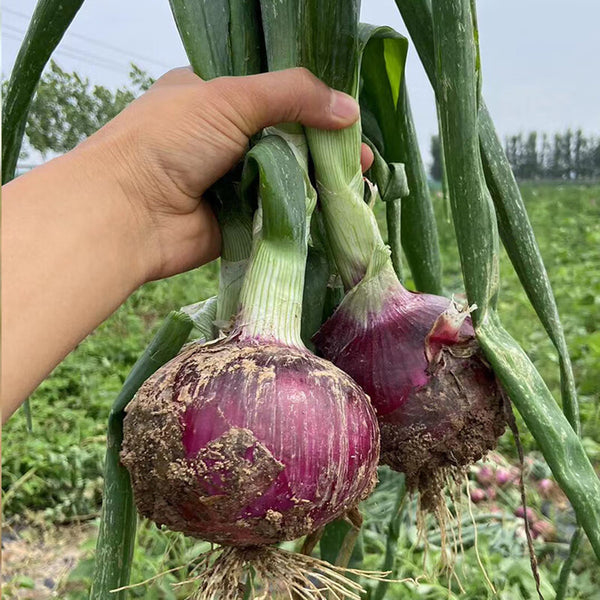 Zilu No.3 Purple Onion Seeds, 2 Grams ≈ 600 Seeds
