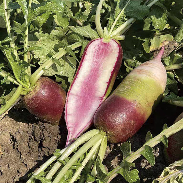Ice Cream Radish Seeds, 50 Seeds