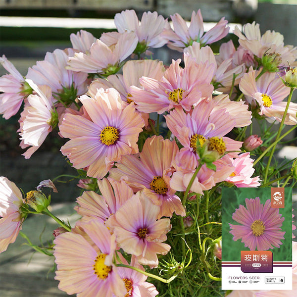Hezhichun Cosmos bipinnatus 'Apricotta' Seeds, 1g