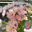 Hezhichun Cosmos bipinnatus 'Apricotta' Seeds, 1g