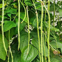 No Trellis Required Yardlong Bean Seeds, 5 × 50-seed Bags