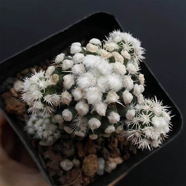 Mammillaria gracilis 'Arizona Snowcap', 2-3cm