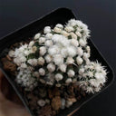 Mammillaria gracilis 'Arizona Snowcap', 2-3cm