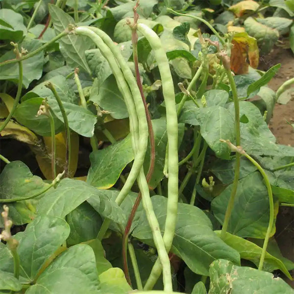 'Jiefeng' Dwarf Long Bean Seeds, 20g