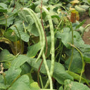 'Jiefeng' Dwarf Long Bean Seeds, 20g