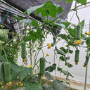 Yucui No.2 Large-Fleshed Luffa Seeds, 10g