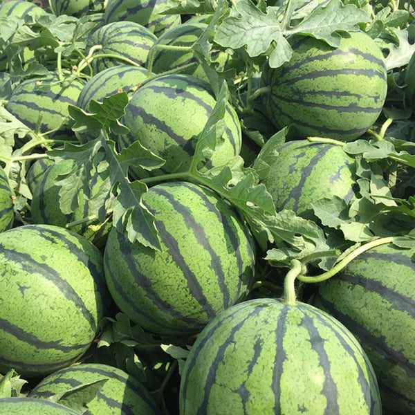 'Xia Shi No.1' Hybrid Watermelon Seeds, 400 Seeds