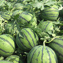 'Xia Shi No.1' Hybrid Watermelon Seeds, 400 Seeds