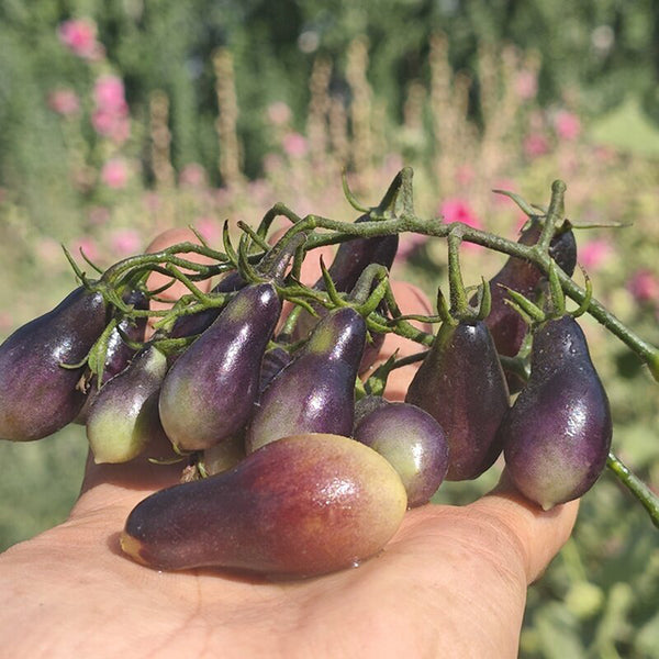 Black Key Tomato, 20 Seeds