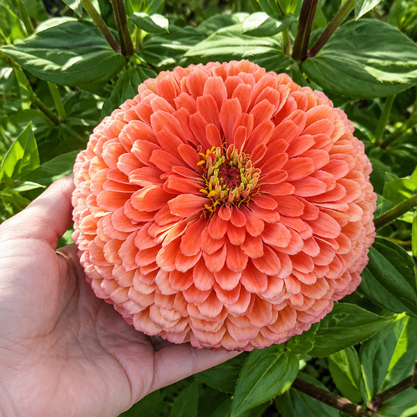 W1346 Large-Flowered Salmon Zinnia, 100 Seeds