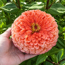 W1346 Large-Flowered Salmon Zinnia, 100 Seeds