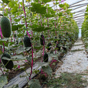 'Xiaoyou' Small Wax Gourd Seeds, 100 Seeds