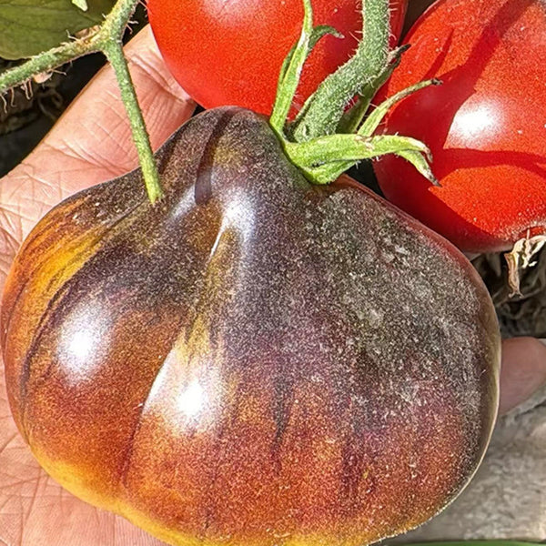 Blue Pear Tomato, 10 Seeds