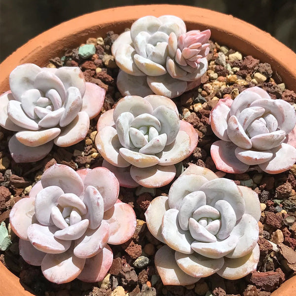Echeveria laui, 50 Seeds