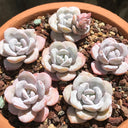 Echeveria laui, 50 Seeds