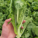 Xueying F1 Choy Sum Seeds, 10g