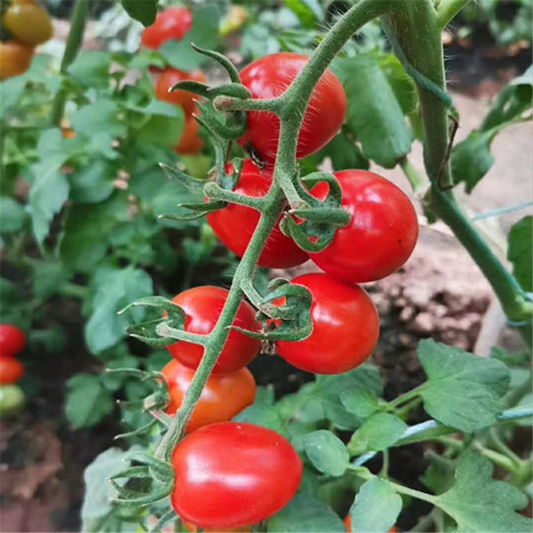 'Imperial Ruby' Traditional Cherry Tomato Seeds, 20 Seeds