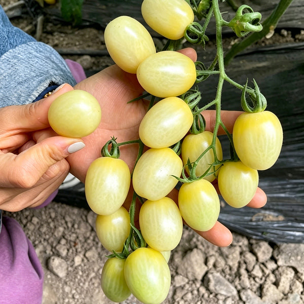 White Jade Cherry Tomato, 100 Seeds