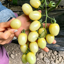 White Jade Cherry Tomato, 100 Seeds