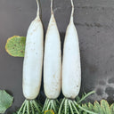 "Hakudaikon" Radish Seeds, 10g