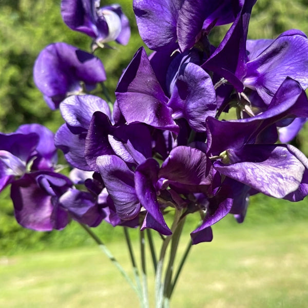 Royal Navy Blue Sweet Pea, 5 Seeds