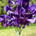 Royal Navy Blue Sweet Pea, 5 Seeds