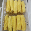 Golden Queen Waxy Corn Seeds, 20g