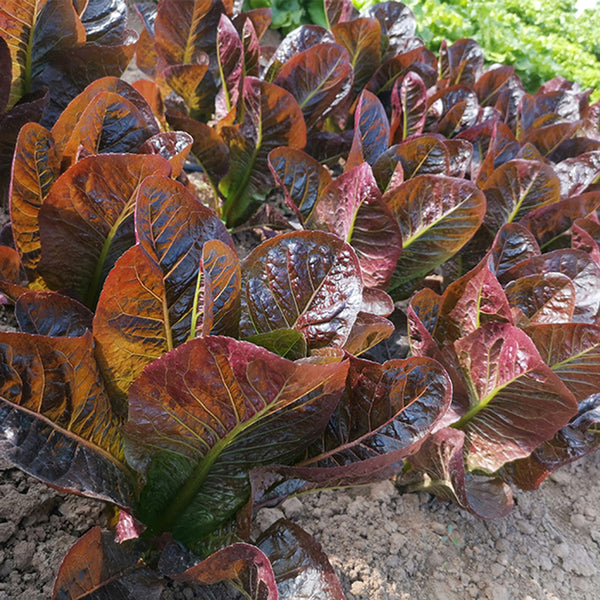 'Creamy Peacock' Lettuce Seeds, 2g