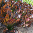 'Creamy Peacock' Lettuce Seeds, 2g