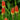 Torch Lily, 100 Seeds