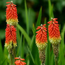 Torch Lily, 100 Seeds
