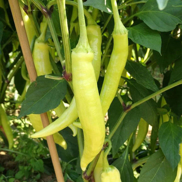 Guangxi White Jade Chili, 120 Seeds