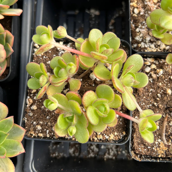 Aeonium saundersii, 1 Plant