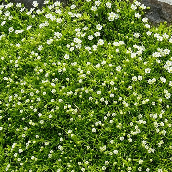 Irish Moss, 20 Seeds